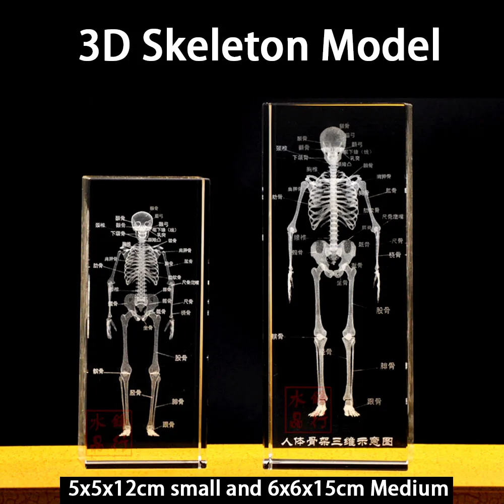 3D кристалл человеческий анатомический скелет модель для художественного эскиза