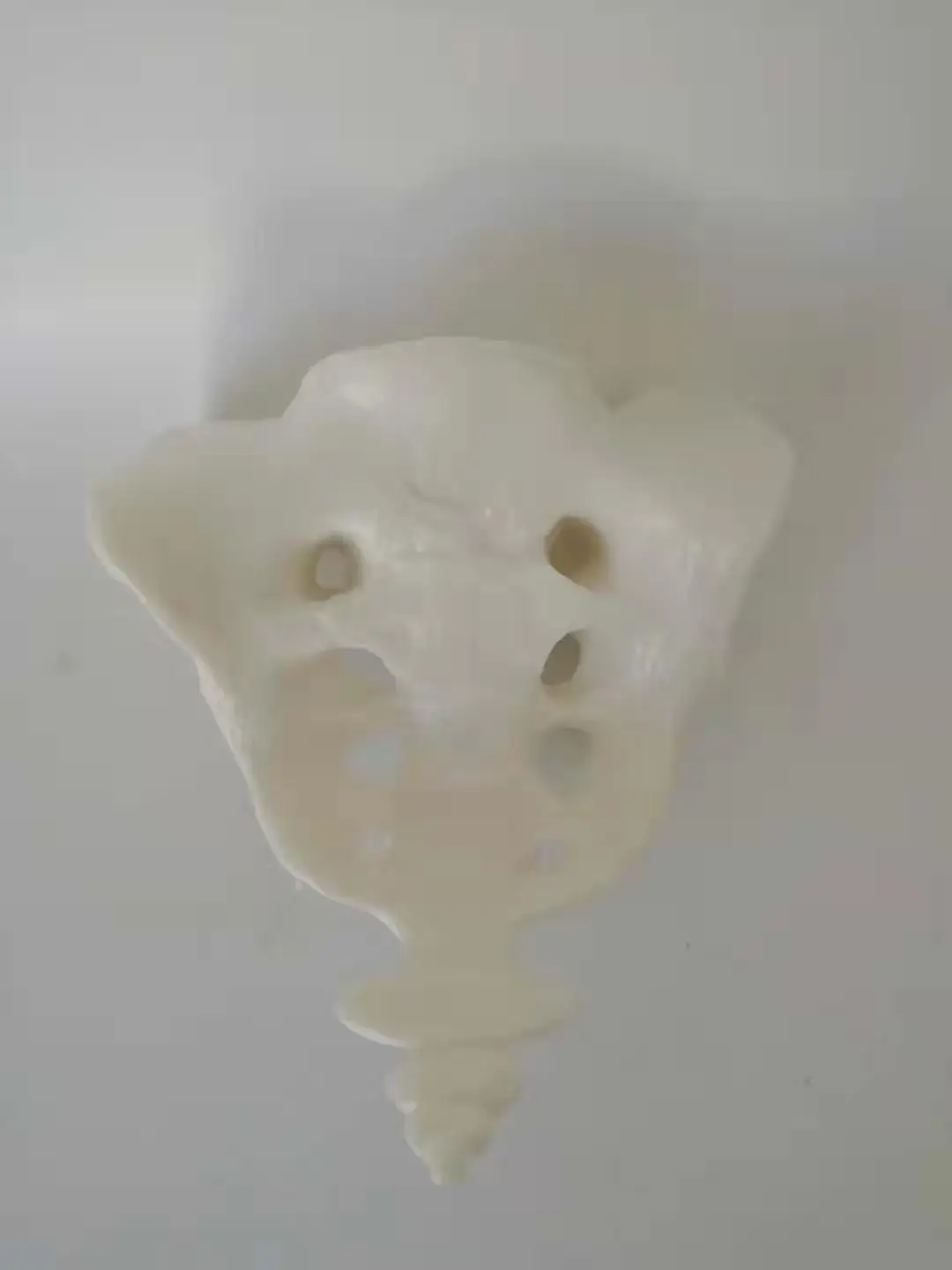 Sacrum натуральный большой sacrum здоровый модель человеческой кости | Канцтовары для