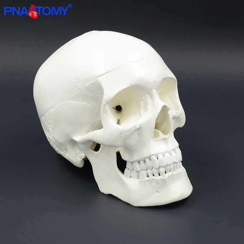 artes destacável anatômico modelo plástico pnatomy