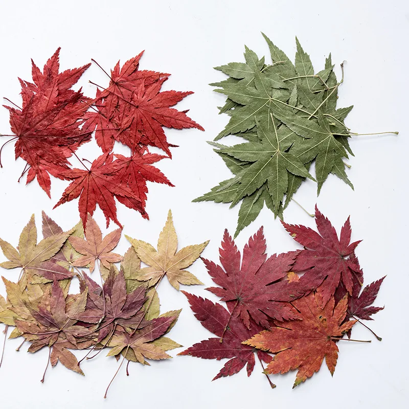 

Pressed Dried Leaf Maple Leaf Leaf Sticker Plant Specimen Necklace Jewelry Making Craft Embossing Phone Case DIY 12pcs/pack
