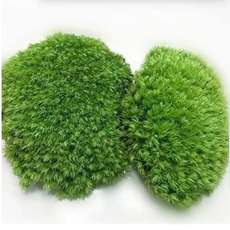 

Natural Green Grass Plant Vine Palace Miero Landscape Eco Bottle Fresh Moss Bonsai Artificial Plants Home Garden Decoration