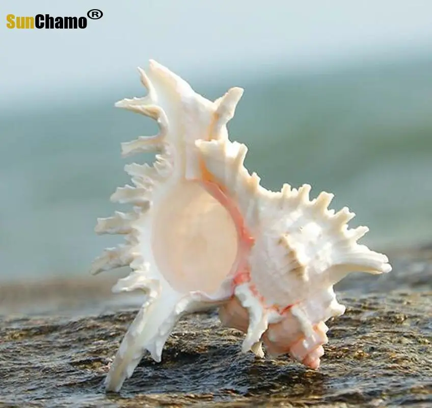 Природная раковина ручная Хризантема улитка украшение для домашнего аквариума