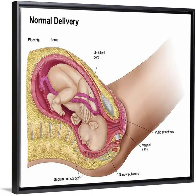 Анатомический плакат отношения между плодом и утробным постером человеческий