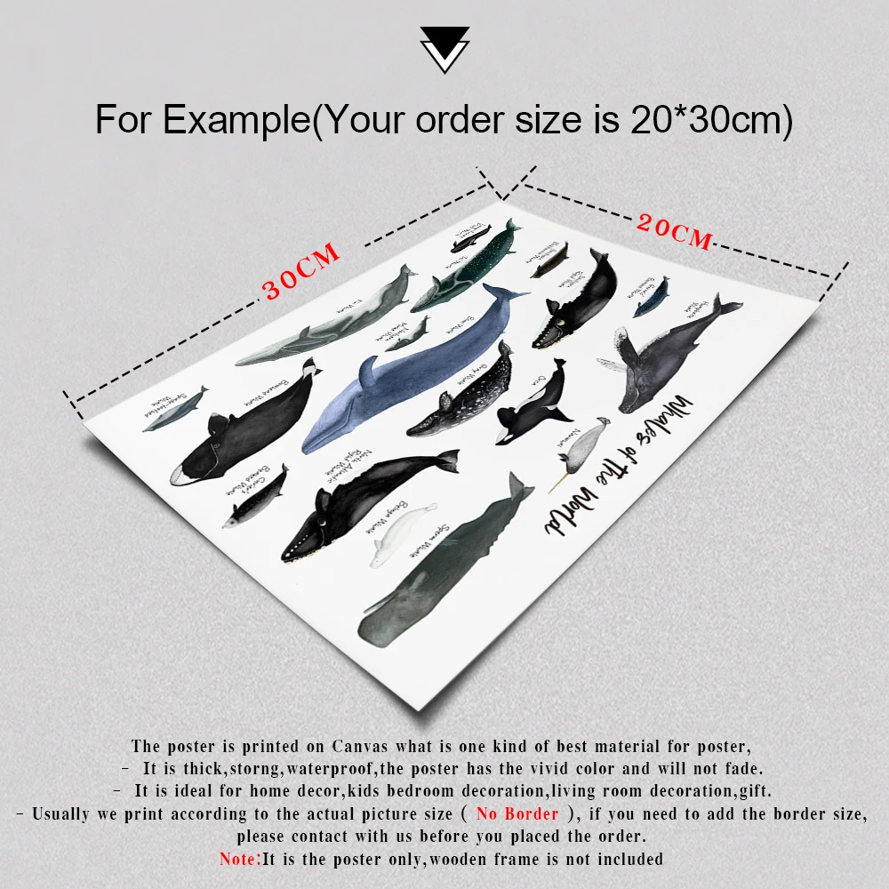 

Sharks Of the World Print Ocean Animal Poster Wall Art Canvas Painting Wall Pictures for Living Room Nursery Home Decor No Frame