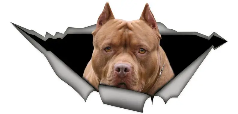 

2021 STICKER / Brown American pitbull, car decal, Vinyl decal,Pet sticker, Dog decal, Pitbull decal
