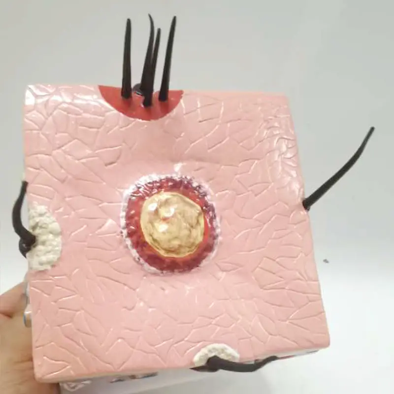 Человеческое тело здоровый процесс роста волос расширение волосяного фолликула