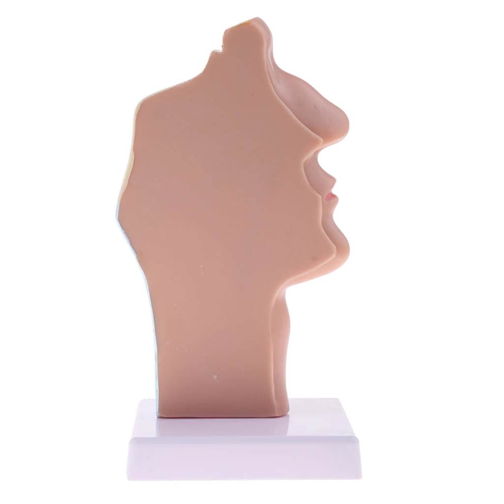

Longitudinal Section Human Nasal Oral Cavity Throat Pathology Model Educative