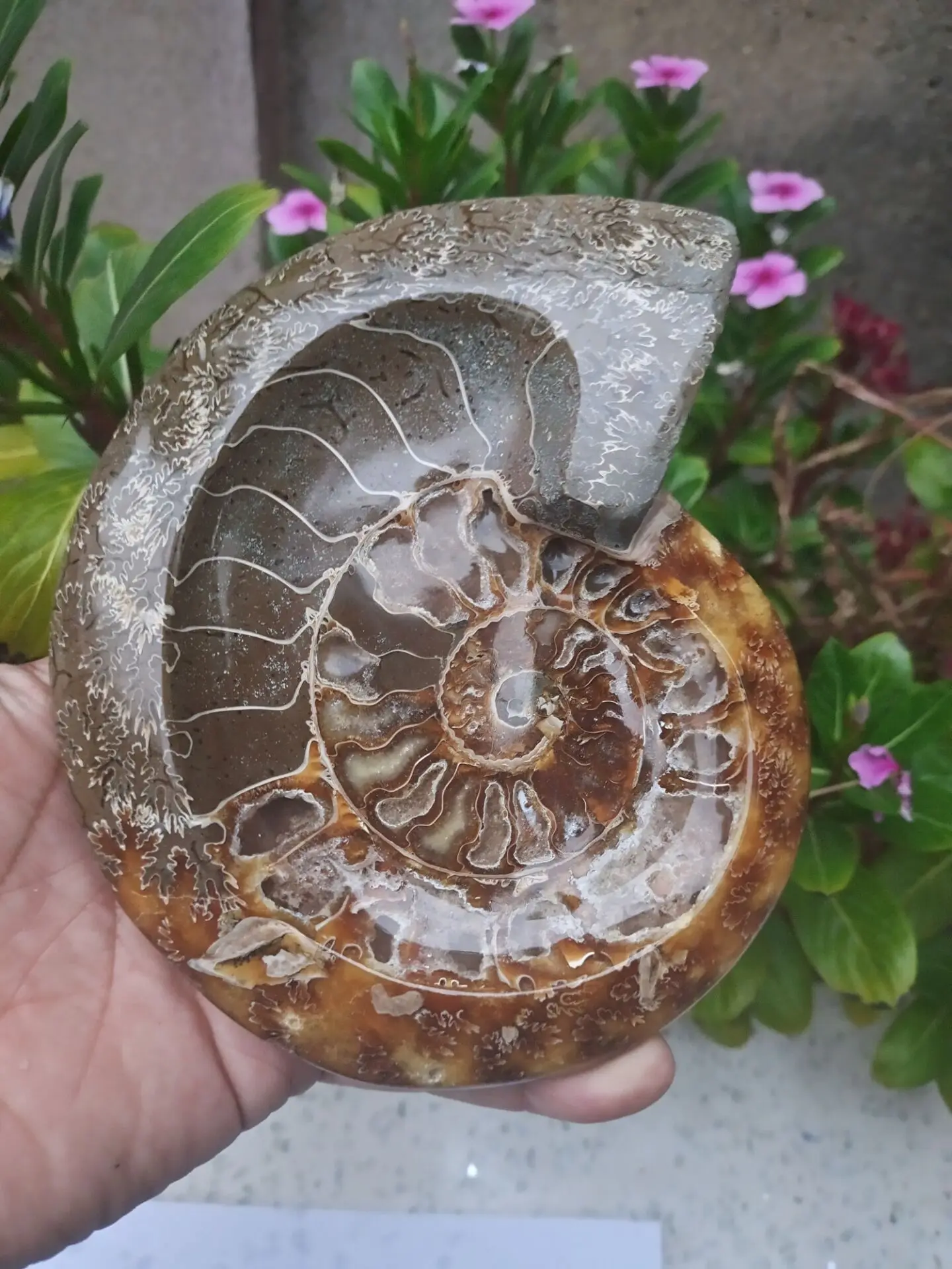 Натуральный аммонит грубый образец ископаемый | Дом и сад