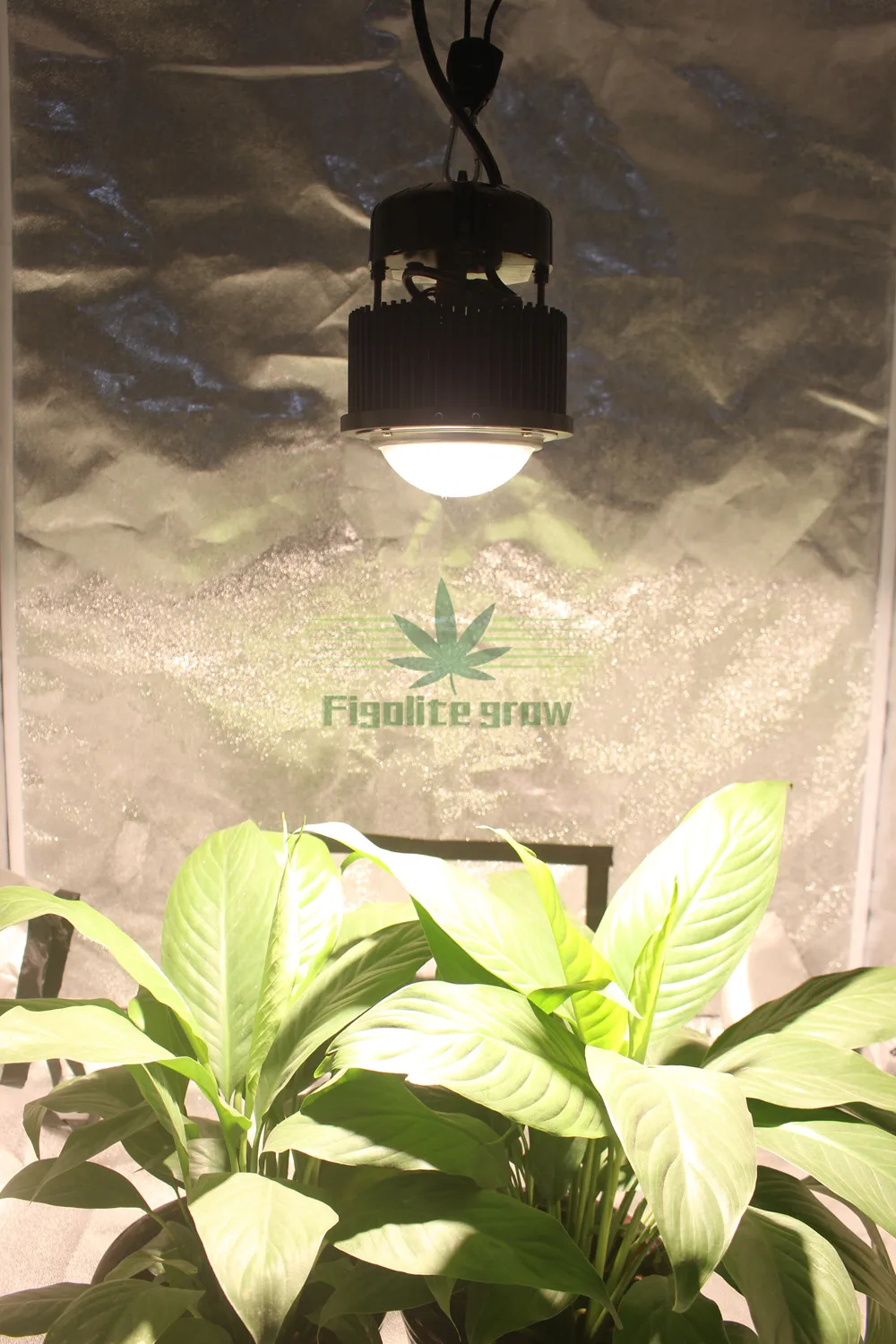 Figolite grow Новое поступление полный спектр 100 Вт COB CXB3590 светодиодный светильник для выращивания со стеклом