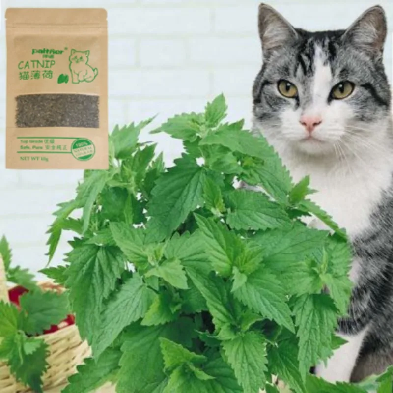 Новый органический 100% натуральный Премиум Catnip коровья трава домашний ментоловый