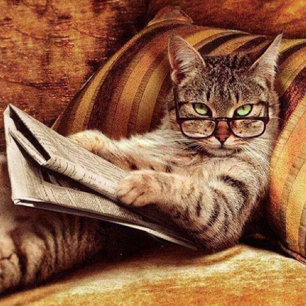Полная квадратная дрель 5D алмазная живопись kucing keren вышивка рукоделие горный