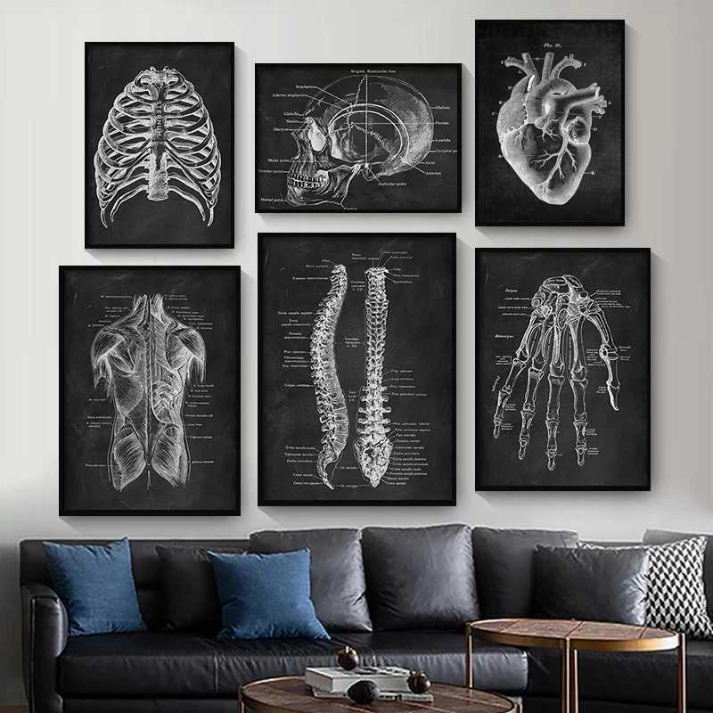 Современная анатомическая структура человеческого тела схемная схема