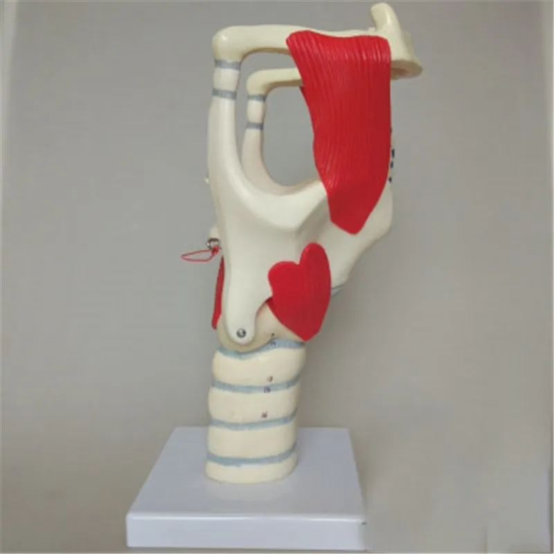 Горячая структура и функция модели гортани анатомическая модель человека |