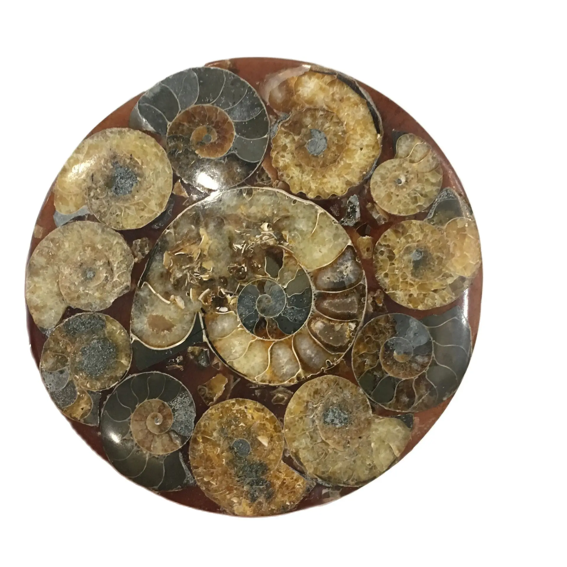 

11-12CM Natural conch fossils feng shui spiral plates of colored colored conch feng shui furnishings
