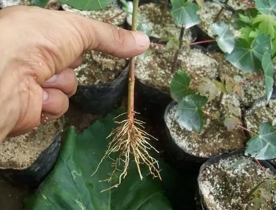 1 шт. быстрый порошок для укоренения растений цветочное удобрение способствует