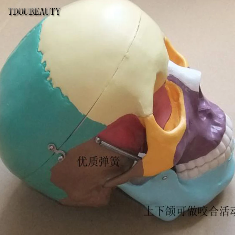 TDOUBEAUTY Esqueleto анатомический человеческий череп анатомическая анатомия каркасная