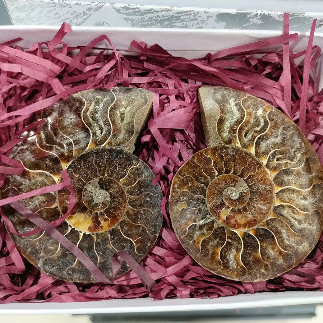 

7-8 см, 1 коробка, 2 шт., хит продаж, натуральный раковина, улитка, шероховатый камень, украшения «сделай сам», аммонитовые ломтики, образец иско...