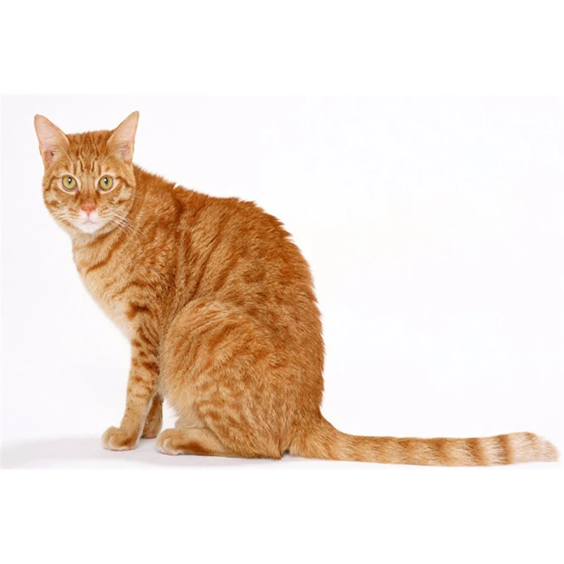 5d алмазная картина животное кошка Оранжевый кот полная дрель квадратная
