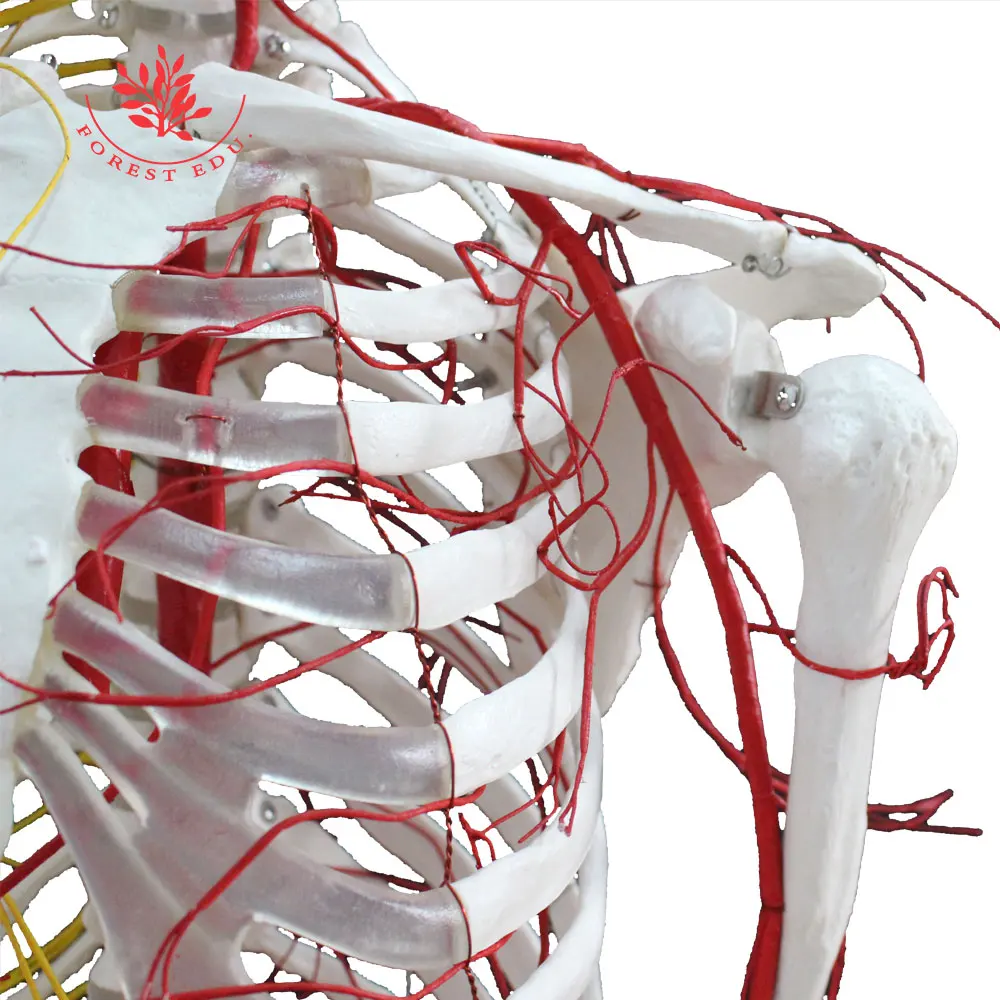 Модель скелета в натуральную величину 176 см с цельными нервами и артериями |