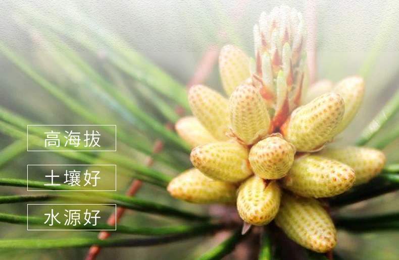 100% c&eacute;lulas comprimidas naturales de polen de pino roto, 800 uds/botella, alimentos verdes saludables, mejora la inmunidad, env&iacute;o gratis-3