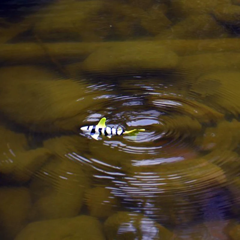 3310B мини радиоуправляемая Акула Рыба подводная лодка качели Беспроводная модель