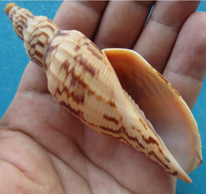 

9.8 cm Hami Conch Rare Conch Collection Home Decoration