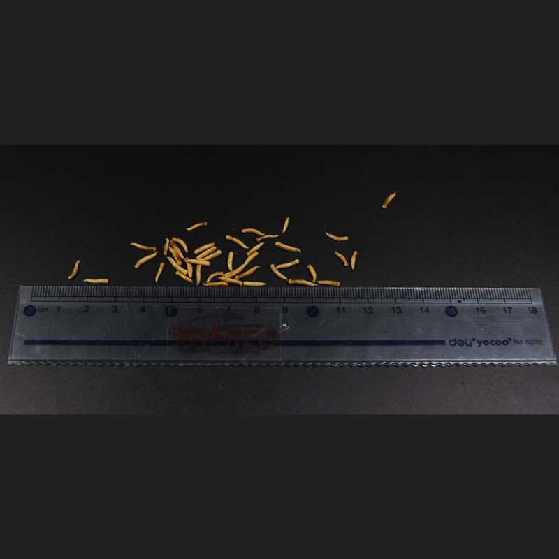 Wifreo 1 упаковка чистых сухих личинок для рыбалки/питательная приманка рыбы с