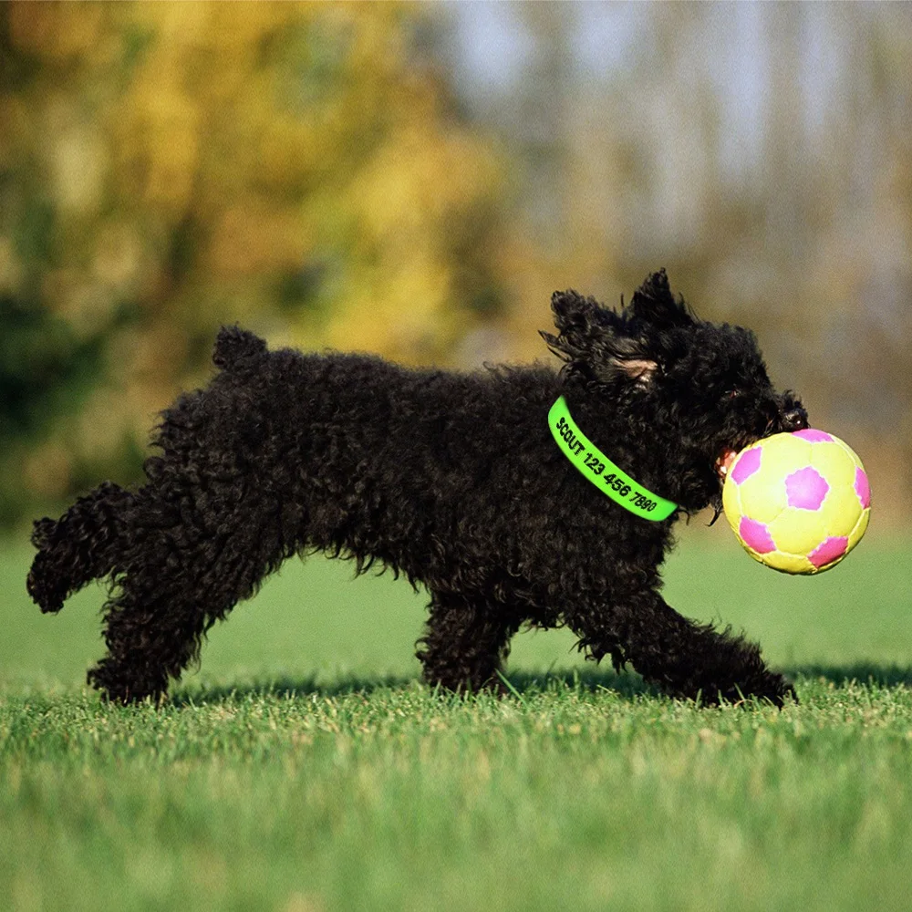 

Embroidered Dog Collar Personalized Custom Kitten Collar Name Phone Number Nylon Dog Necklace Small Large Puppy 5 Pieces