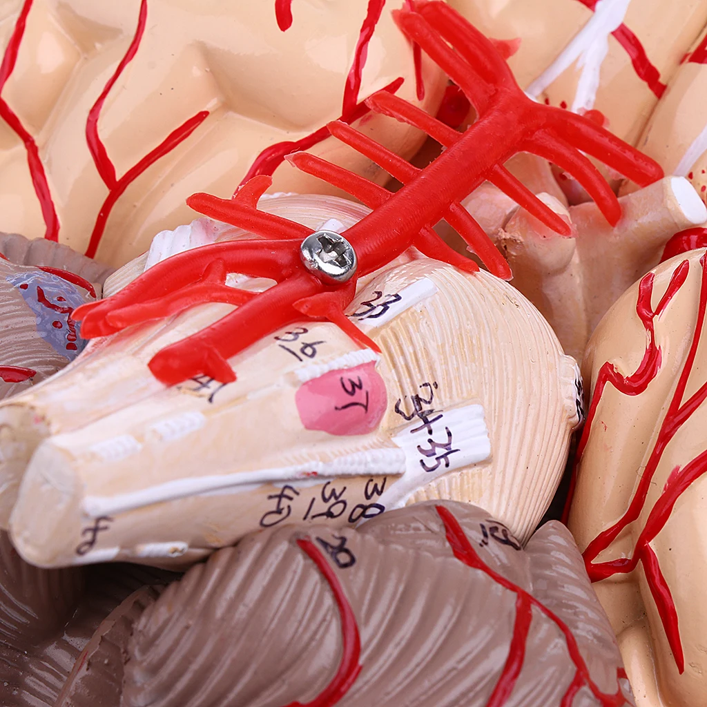 

Advanced Realistic Anatomical Model Hand-assembly For Teaching