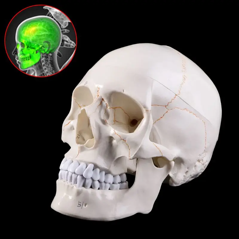 

2021 New Life Size Human Skull Model Anatomical Anatomy Teaching Skeleton Head Studying Teaching Supplies