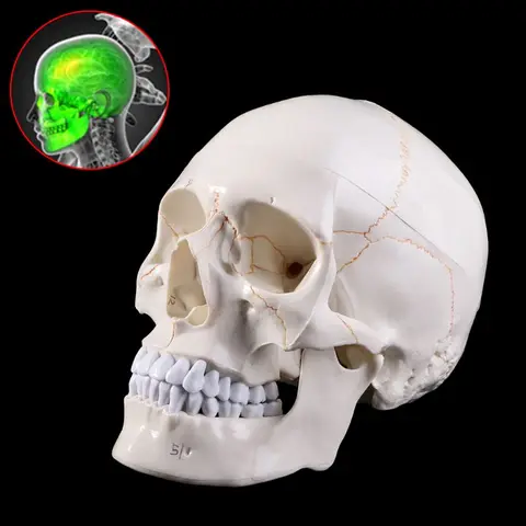 Модель черепа человека в натуральную величину, анатомическая учебная голова скелета, 2021