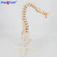 flexible human spine model life size 85cm height with base medical teaching tool anatomical demonstration pnt 0120p