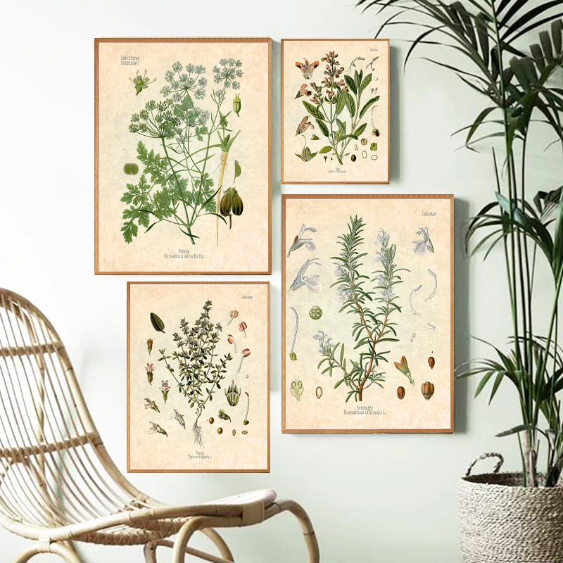 

Spices Herbs Print Vintage Botanical Poster Parsley Sage Rosemary Thyme Culinary Wall Art Picture Canvas Painting Kitchen Decor