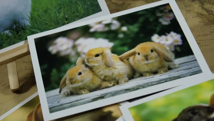 2016 популярная модная открытка s почтовые с животным кроликом мир/6 шт Каждая