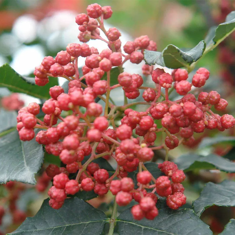 50 г Бесплатная доставка Природные органические сушеные Сычуаньский зеленый