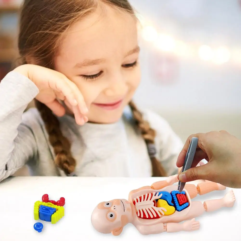 Modelo Educativo de Ciencia para Ni&ntilde;os, juguetes humanos de ensamblaje artesanal, estructura corporal, juguetes de pr&aacute;ctica educativos, nuevo estilo, 2021-5