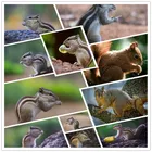 Diy алмазная живопись милый дикие животные, белка Holding Еда в обе руки белка номер Гостиная крыльцо украшения плакат