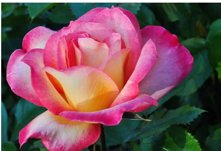 Фотообои с рисунком розы | Дом и сад