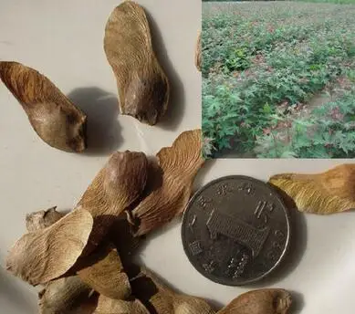 30 клен искусственный газон Декор|Цветочные горшки и кадки| |