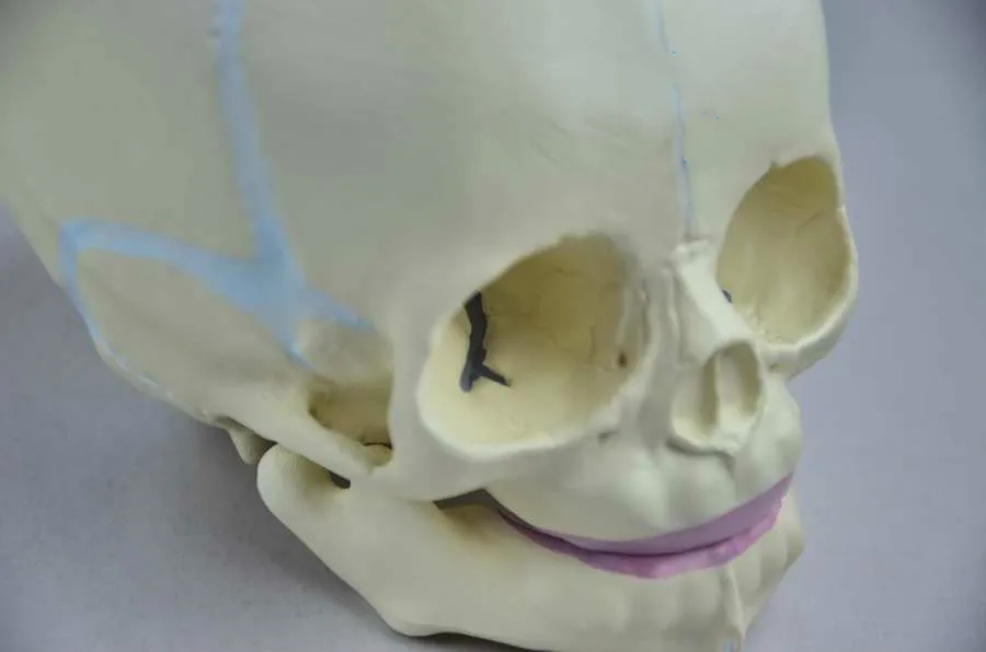 1:1 Human Fetal Baby Infant Medical Anatomical Skull Model for Art Sketch High Simulation Teaching Science | Канцтовары для офиса