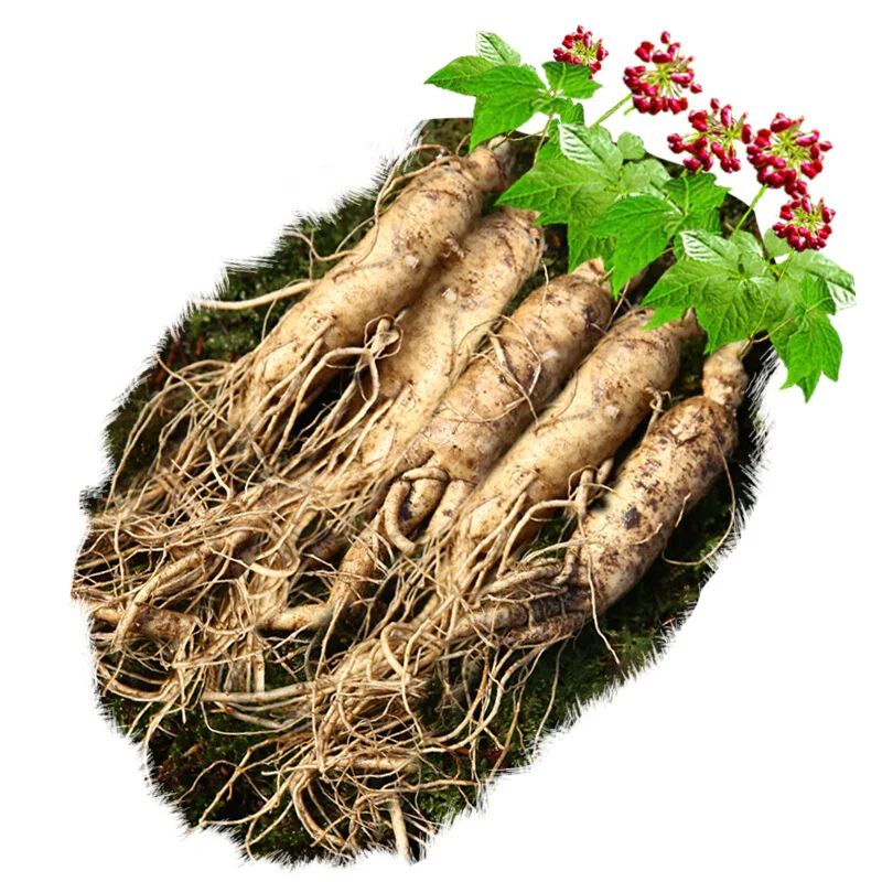 

Relying on Changbai Mountain in Northeast of the mountain villa, fresh ginseng brewing wine, medicinal herbs and wild ginseng