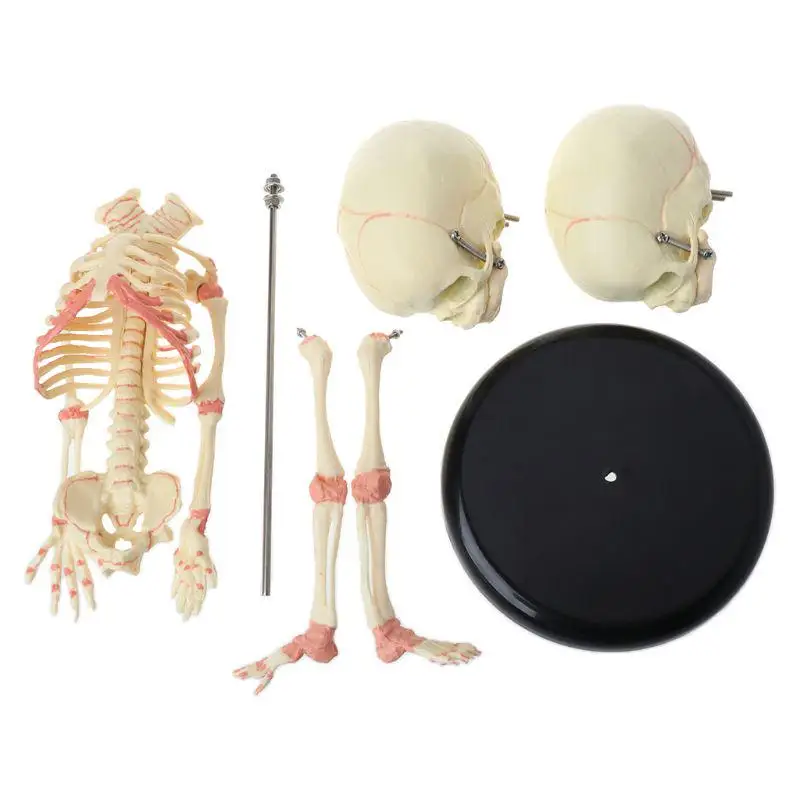 Двойная голова человека ребенок череп скелет анатомия дисплей мозга обучение