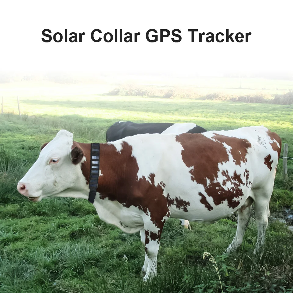 На солнечной энергии T5010SG 3g GSM gps трекер для лошади/коровы/крупного рогатого скота/верблюда в режиме реального времени система слежения Водонепроницаемый G [PS устройство слежения