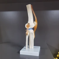 1 pcs human anatomy skeleton life size knee joint anatomical model with ligaments joint model medical science teaching supplies