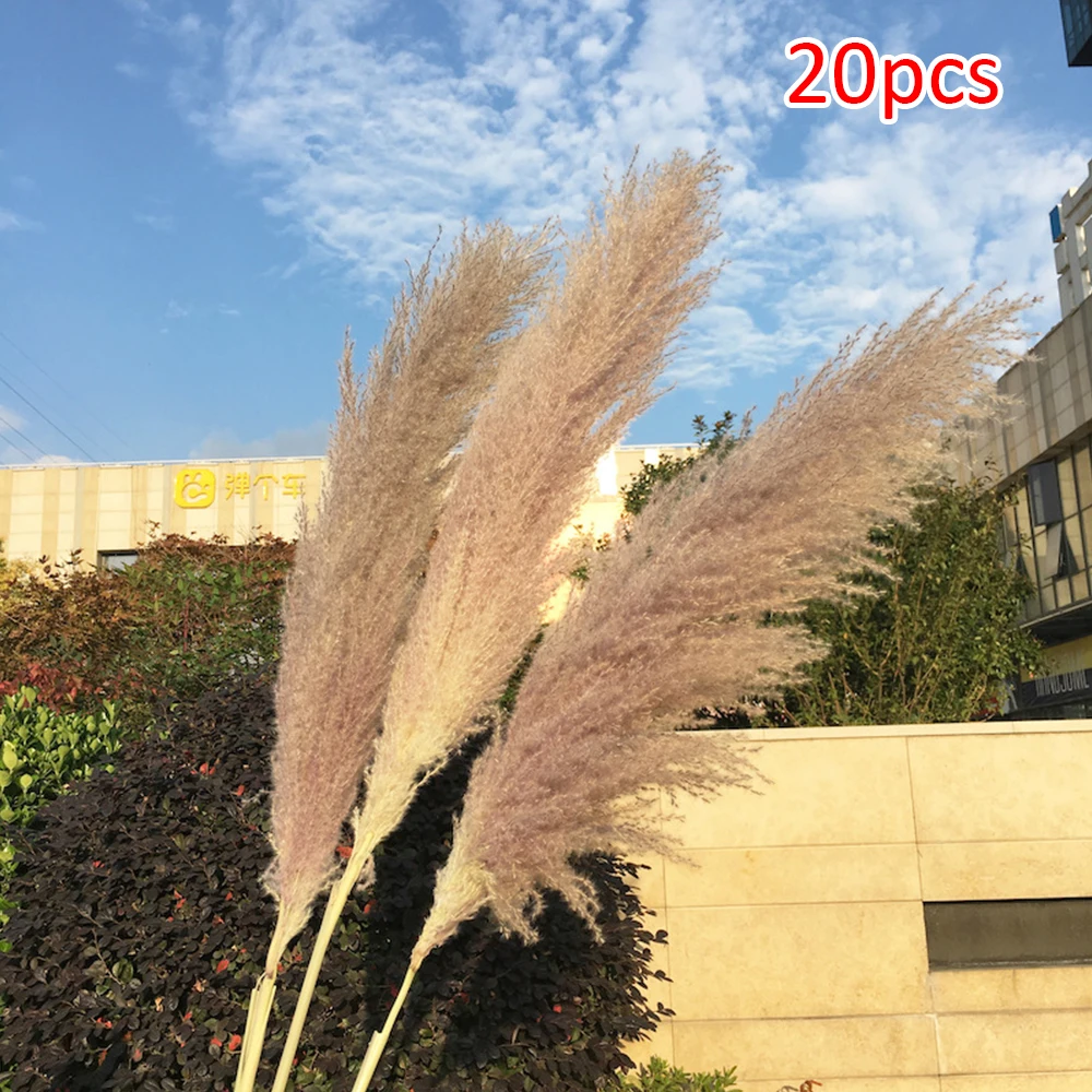 Прямая поставка 20 шт. сушеные растения Pampas Grass натуральные фразмиты для общения