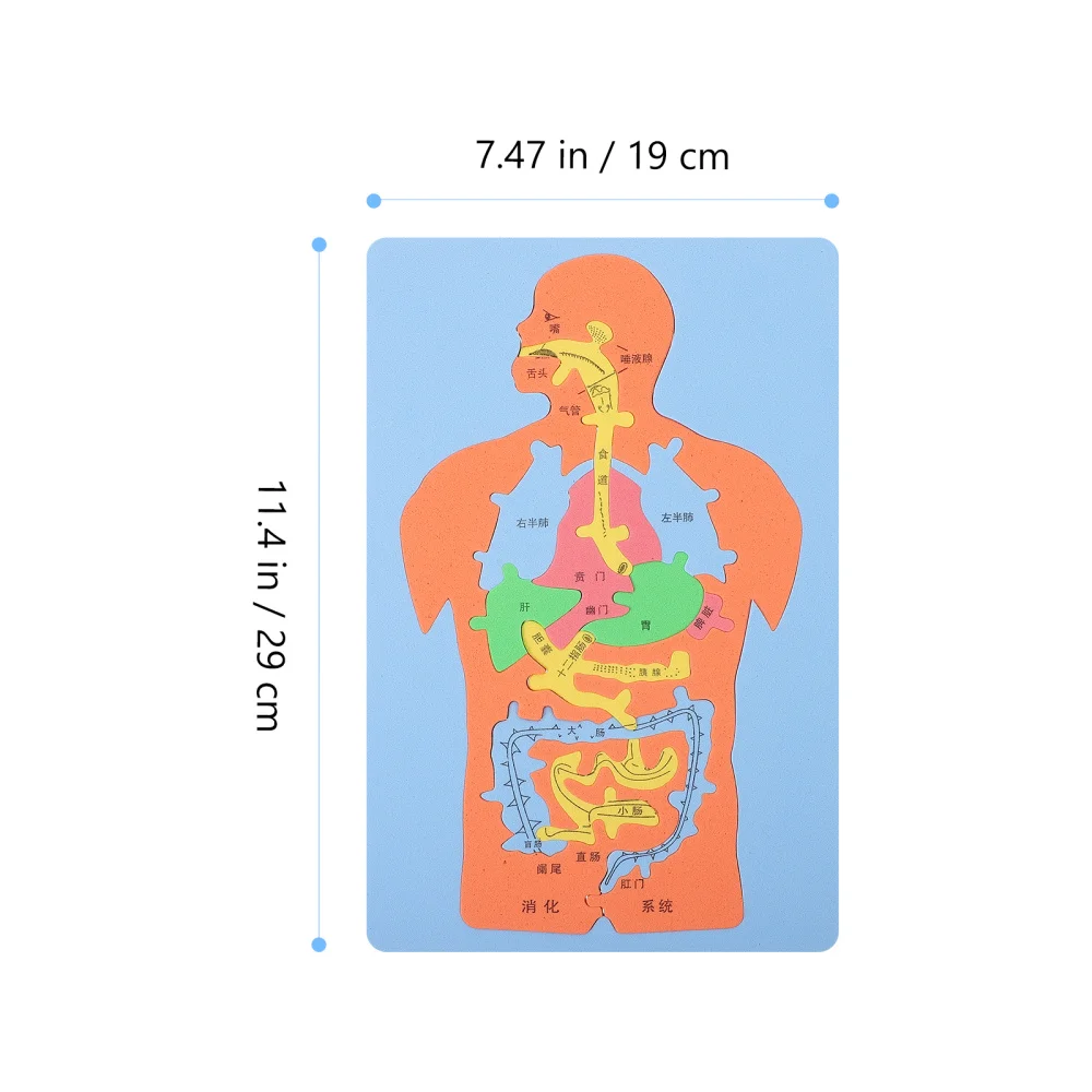 

3pcs Digestive System Puzzle Human Organs Cognitive DIY Jigsaw Educational