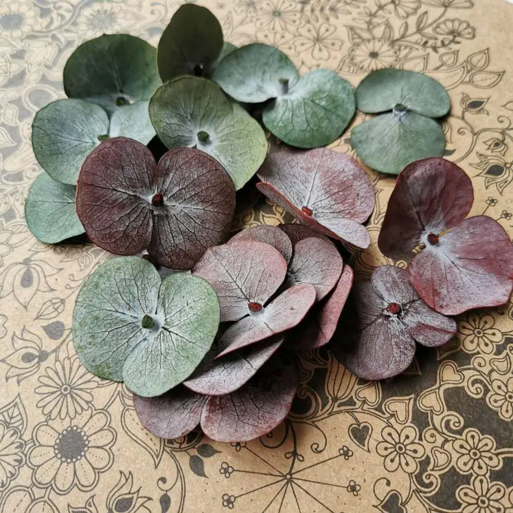 Натуральные свежие консервированные листья эвкалипта поделки из настоящего