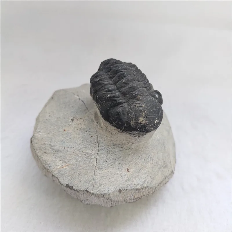 Бесплатная доставка! Вау! Древний трилобит fossil для продажи ZW | Дом и сад