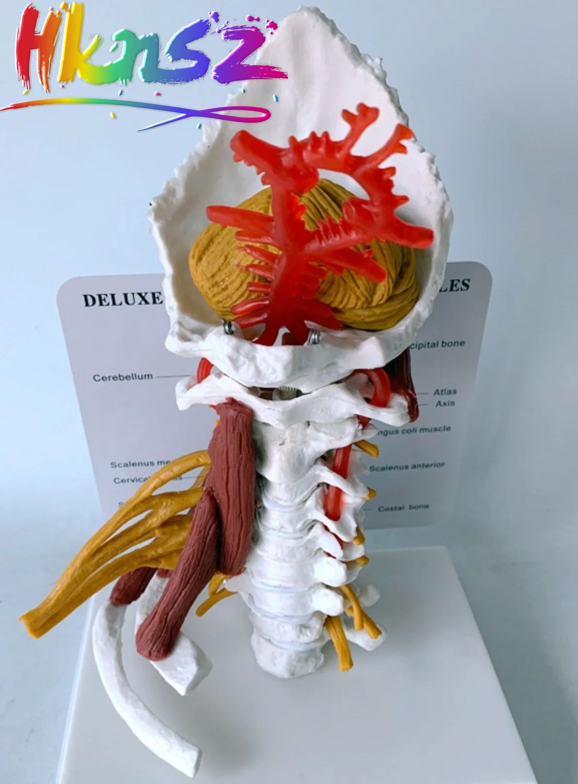 

1:1 LifeSize Cervical Vertebrae Cervical and Vertebral Body Cervical Spine Human Anatomy Spinal Cord Cervical Vertebrae Sketelon