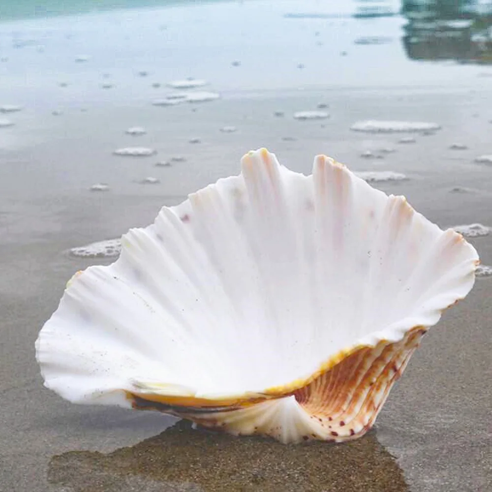 

1pcs big size natural color Conch sea shell natural color Lotus shell for home decoration or gift wholesale